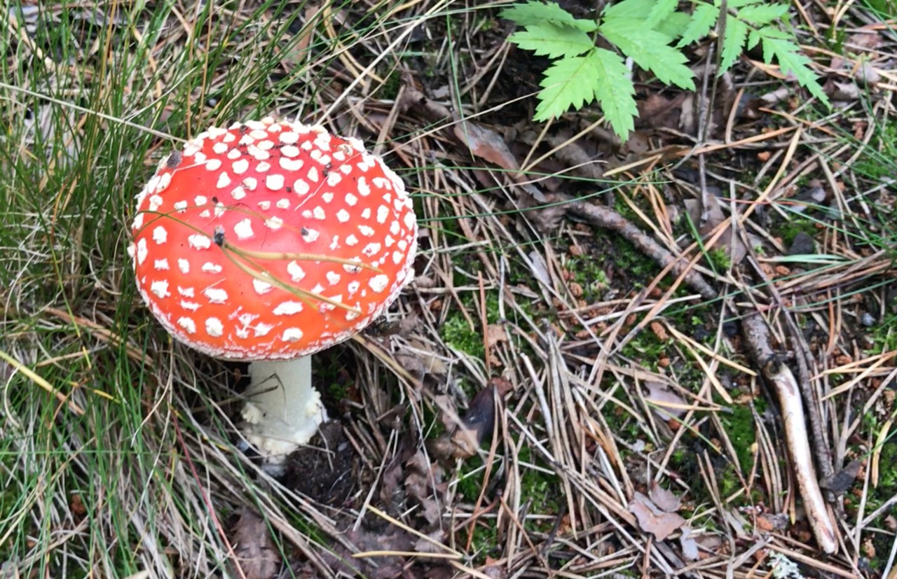 pic of unique, exotic mushroom growing on a hiking path in Estonia