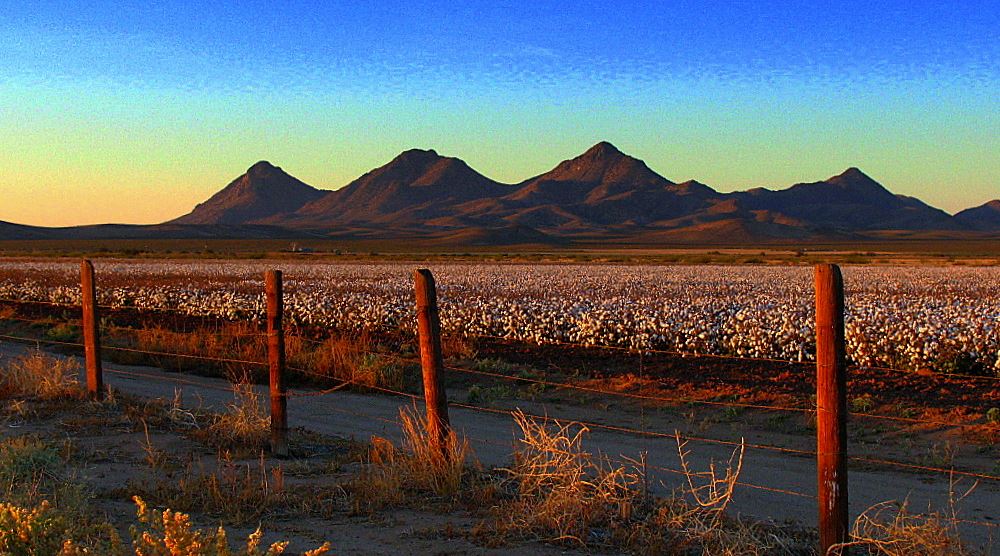 Sunrise over a cotton field with mountains in the distance. Brevity.